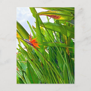 Strelitzia Reginae & Löv Vykort