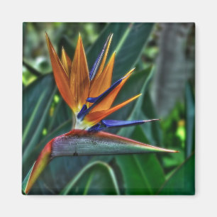 Strelitzia - Tenerife blomma Magnet
