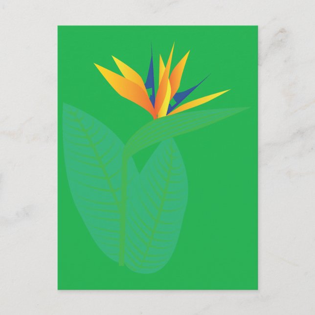 Strelitzia Vykort (Framsida)