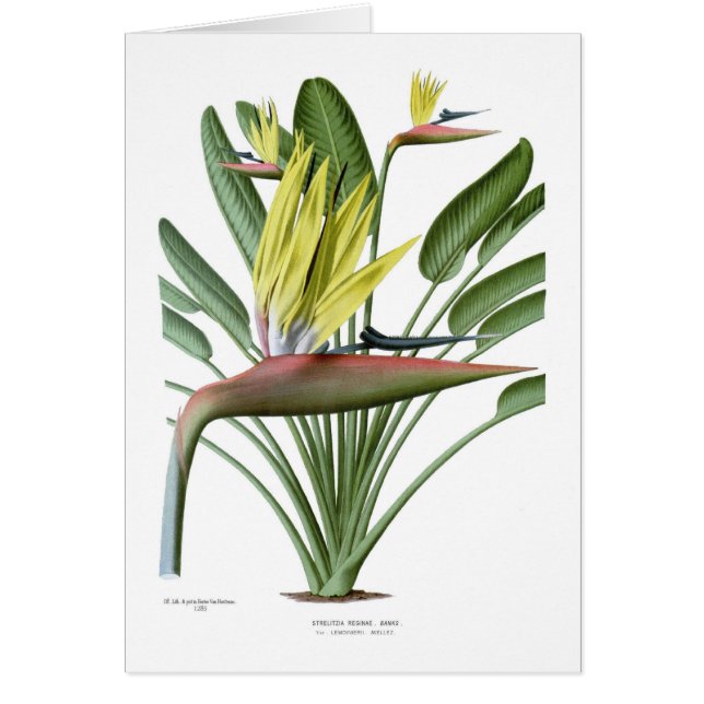 Strelitziareginae Hälsningskort (Framsidan)