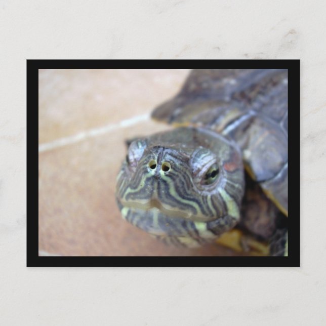 Strelka closeup vykort (Framsida)