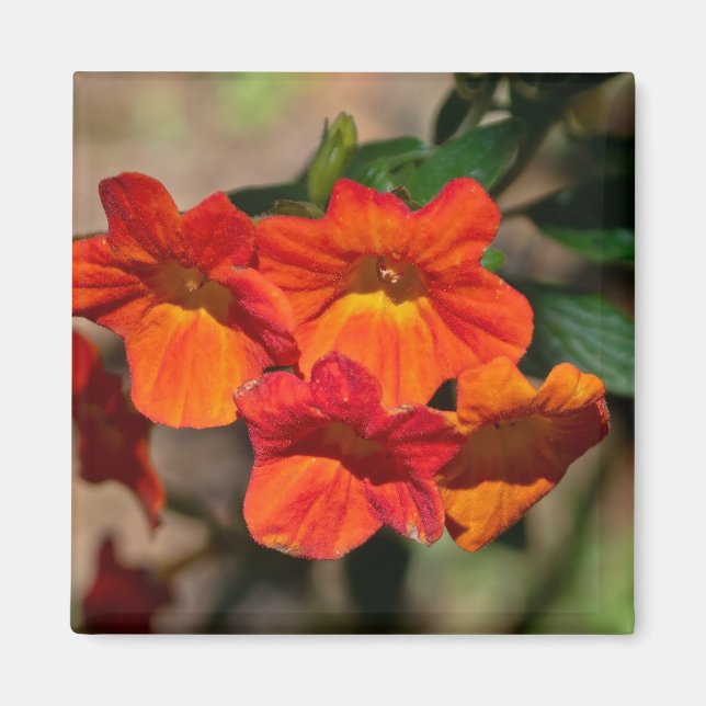 Streptoklippesonii Fire Bush Flower Magnet (Framsidan)