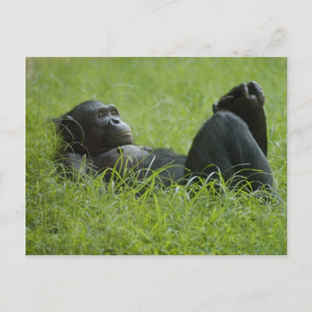 Stressa hjälp vykort (Framsida)