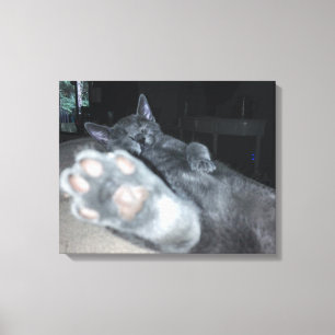 Stretcherat Kanvastryck för Cat Tass 20"x16"