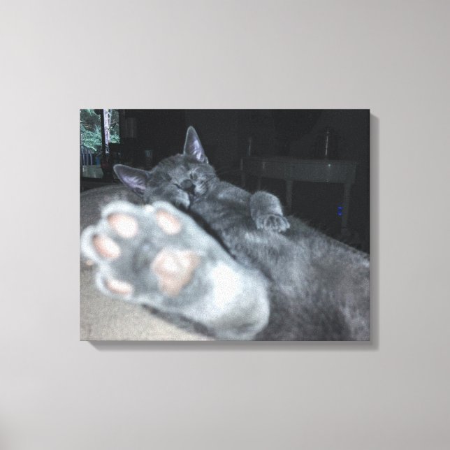 Stretcherat Kanvastryck för Cat Tass 20"x16" (Framsida)