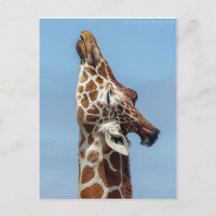 Stretching Giraffe vycard