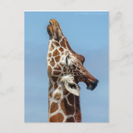 Stretching Giraffe vycard Inbjudan Vykort