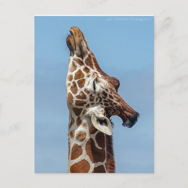 Stretching Giraffe vycard Inbjudan Vykort (Framsida)