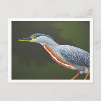 Striated Heron Vykort