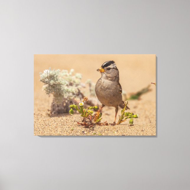 Stridande dos canvastryck (Framsida)