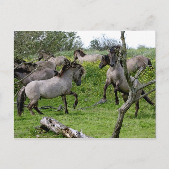 stridande hingstar vykort (Framsida)