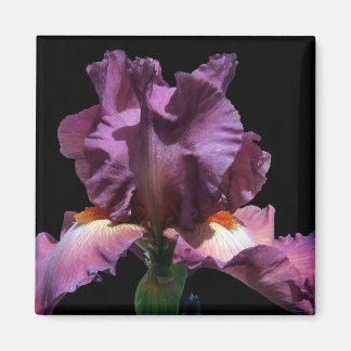 Stridande Lila Iris Magnet