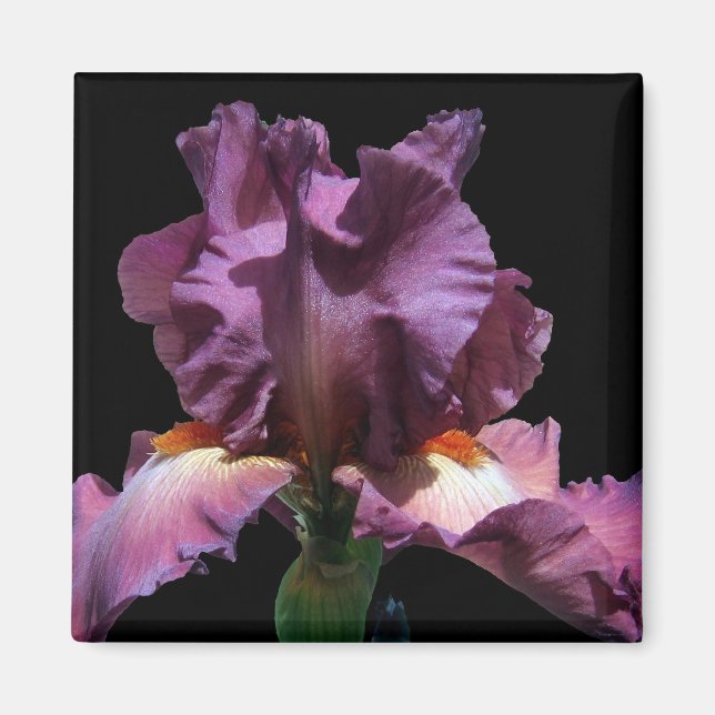 Stridande Lila Iris Magnet (Framsidan)