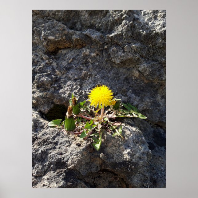 Striden, dandelioner på sten poster (Framsidan)