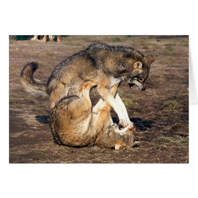 stridighetvarger hälsningskort (Framsidan Horizontal)