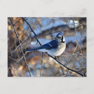 Striking Blue Jay Vykort