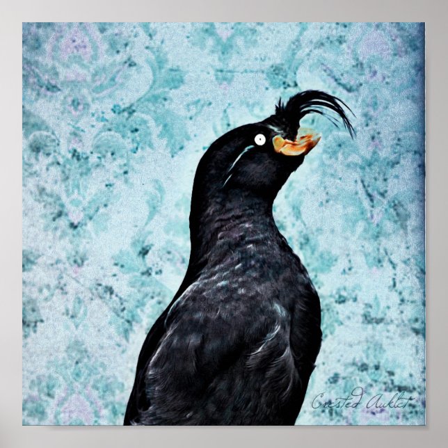 Strimmad Auklet Poster (Framsidan)