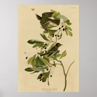 Strimmad Flycatcher med liten Grönt Poster