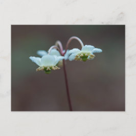 Strimmad Wintergreen Pipsissewa Wildblomvykort Vykort