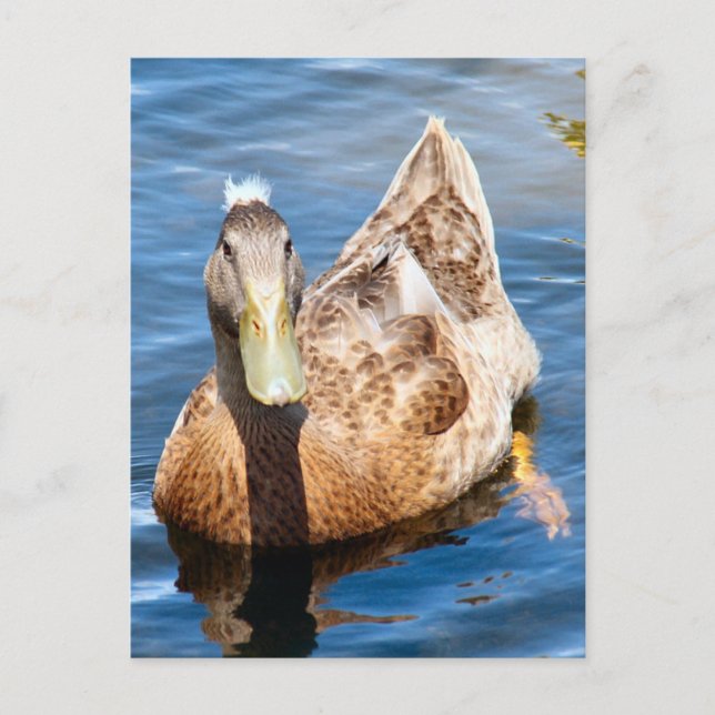Strimmat vykort för foto i Anka (Framsida)