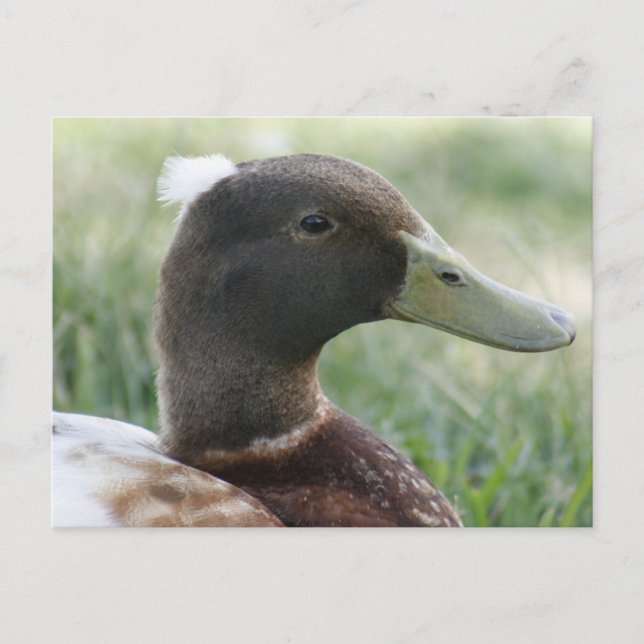 Strimmat vykort för foto i Anka (Framsida)