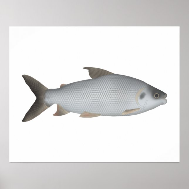 Strimmig Prochilod Poster (Framsidan)