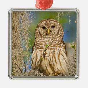 Strimmig uggla (Strix varia) sittande i cypress Julgransprydnad Metall