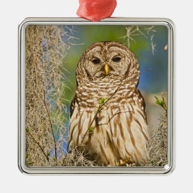 Strimmig uggla (Strix varia) sittande i cypress Julgransprydnad Metall (Framsidan)