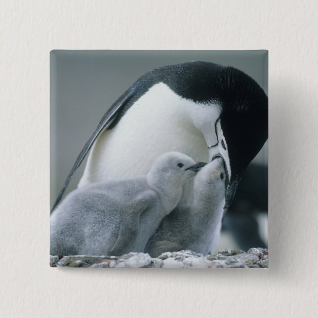Strimnäbbad pingvin, Pygoscelis antarctica), Knapp (Framsida)