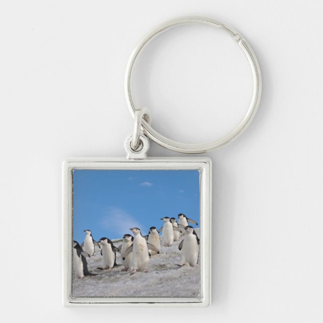 Strimpelpingviner | Pygoscelis Antarctica Fyrkantig Silverfärgad Nyckelring (Framsidan)