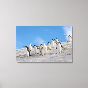 Strimpingvin   Pygoscelis Antarctica Canvastryck