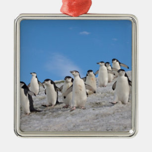 Strimpingvin Pygoscelis Antarctica Julgransprydnad Metall