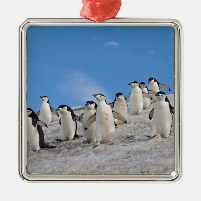 Strimpingvin | Pygoscelis Antarctica Julgransprydnad Metall (Framsidan)