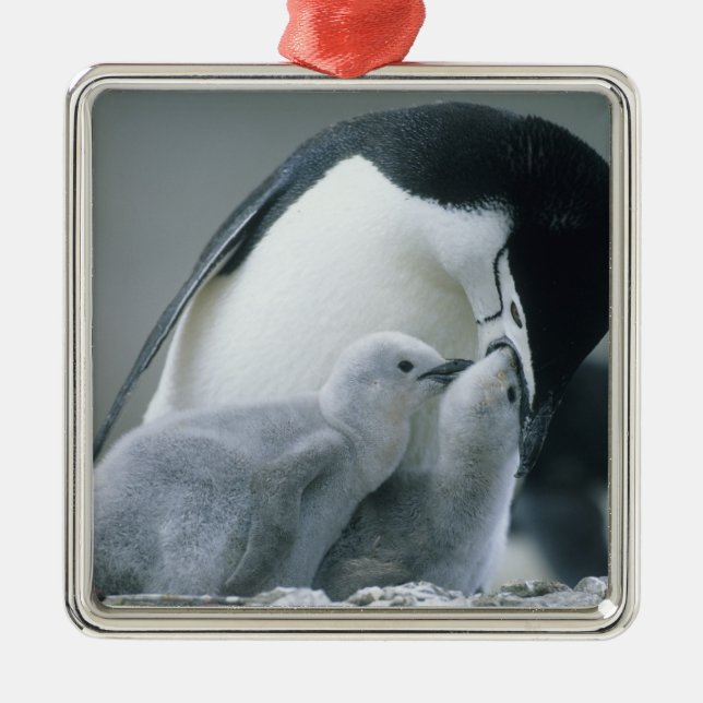 Strimpingvin, Pygoscelis antarctica), Julgransprydnad Metall (Framsidan)
