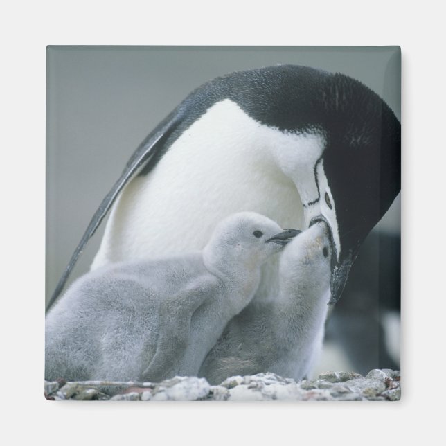 Strimpingvin, Pygoscelis antarctica), Magnet (Framsidan)