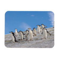 Strimpingvin | Pygoscelis Antarctica