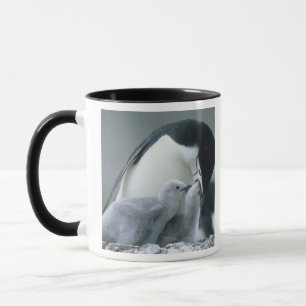 Strimpingvin, Pygoscelis antarctica), Mugg