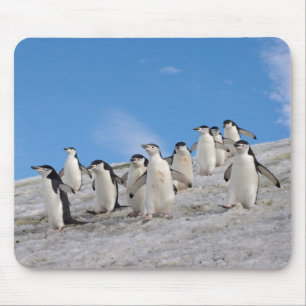 Strimpingvin   Pygoscelis Antarctica Musmatta