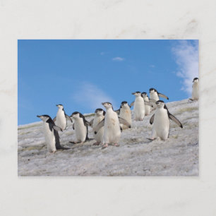 Strimpingvin Pygoscelis Antarctica Vykort