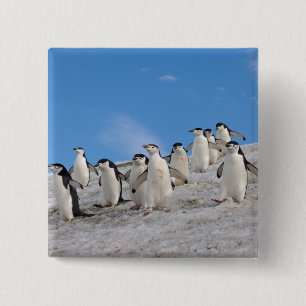 Strimpingviner Pygoscelis Antarctica Knapp