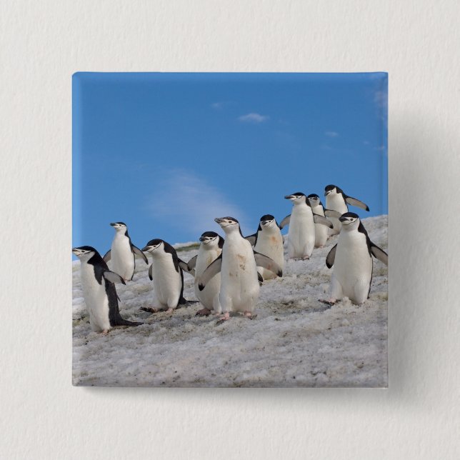 Strimpingviner | Pygoscelis Antarctica Knapp (Framsida)