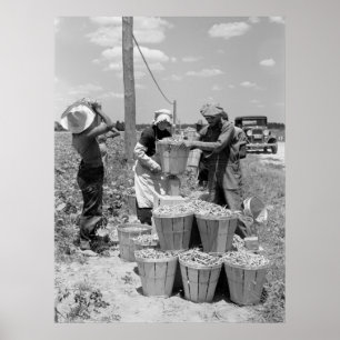 String Bean Pickers i Maryland: 1937 Poster