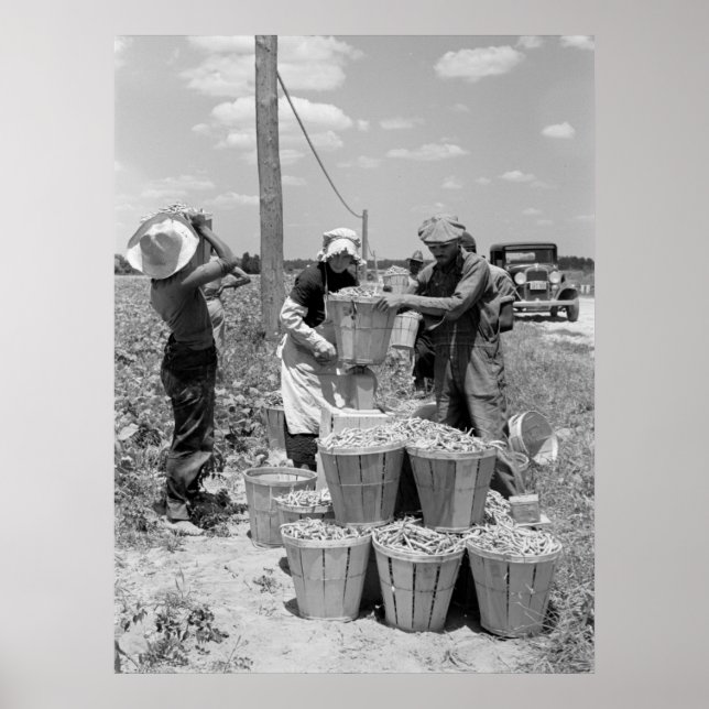 String Bean Pickers i Maryland: 1937 Poster (Framsidan)