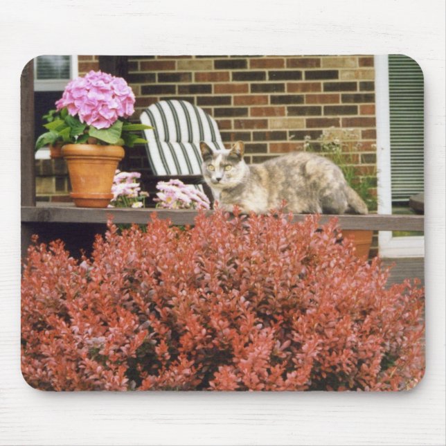 Strinka Musmatta (Framsidan)