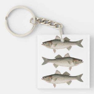 Stripe Bass Fishing Äventyr
