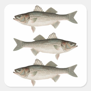 Stripe Bass Fishing Äventyr Fyrkantigt Klistermärke