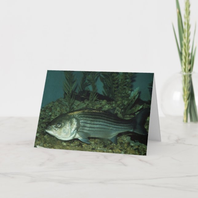 Stripe Bass Kort (Framsida)