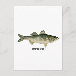 Stripe Bass-Logotyp Vykort
