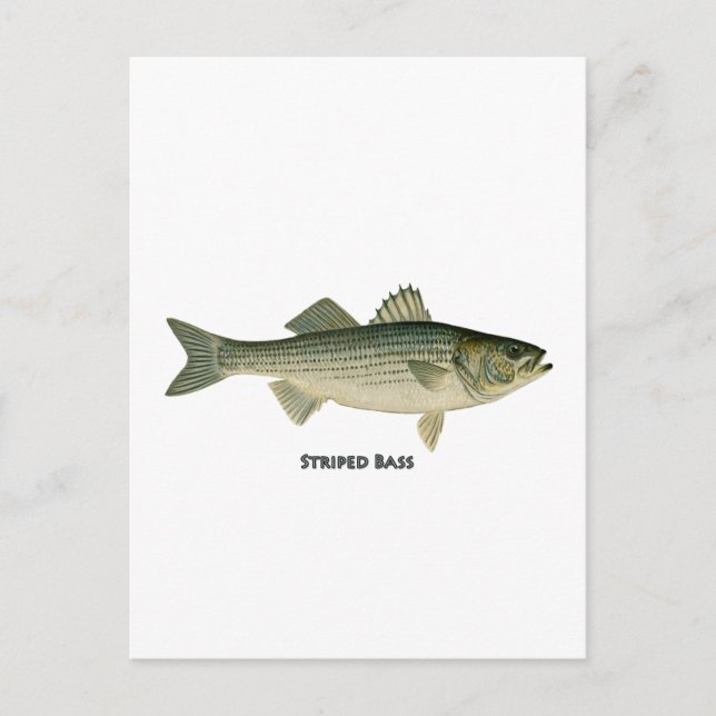 Stripe Bass-Logotyp Vykort (Framsida)