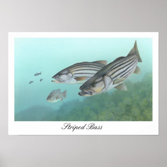Stripe Bass-Poster Poster (Framsidan)